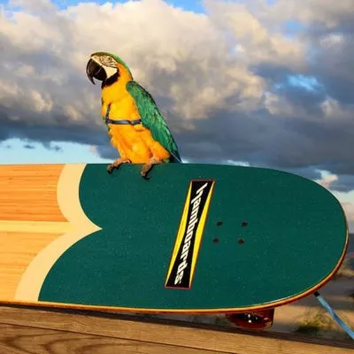 The new Hamboards Sano deck colors with bird