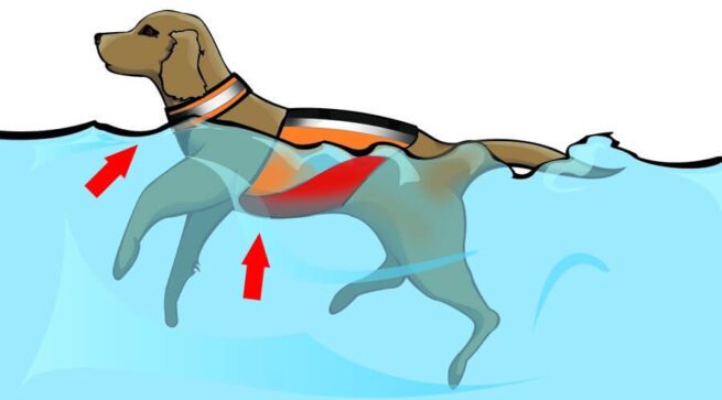 MTI UnderDog canine in water image.