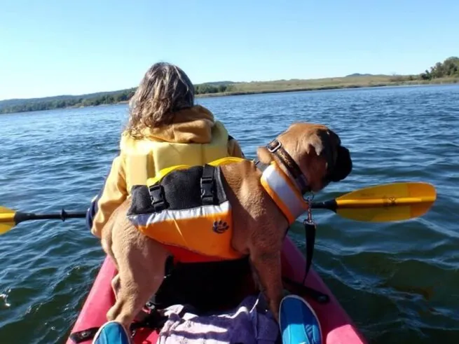 MTI UnderDog canine black and gray life preserver on dog.