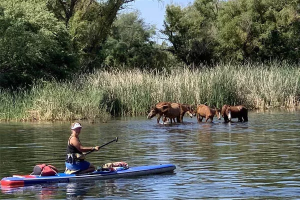 Floating by the Salt River wild horses during a Summer paddle down the the river. Riverbound Sports rental and paddleboard for sale near me.
