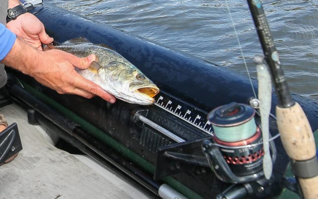 The 40" fish ruler on the Sea Eagle Angler kayaks.