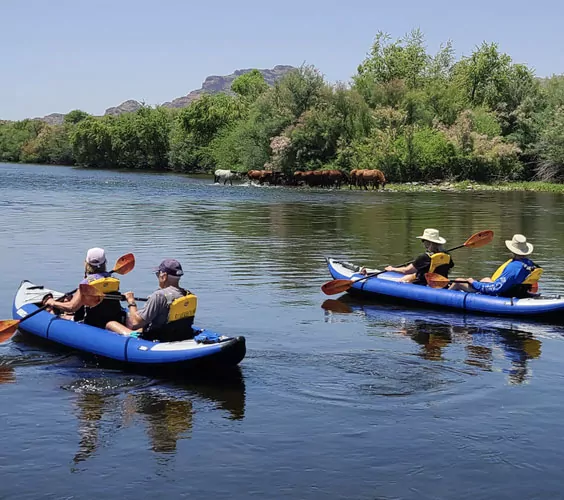 Kayaking with the wild horses on the Lower Salt River tour. Riverbound Sports Tours.